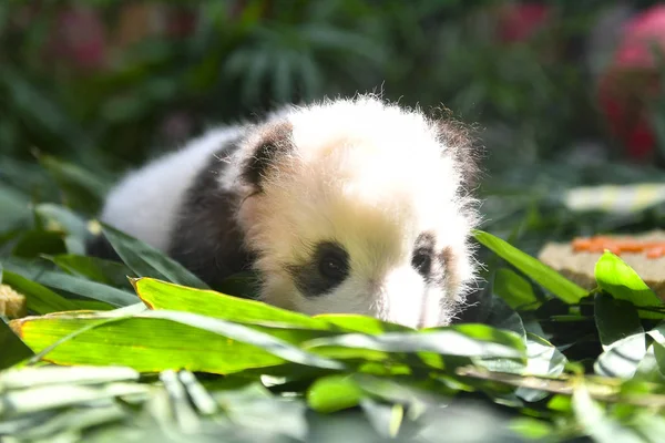 Cachorro Panda Gigante Long Zai Fotografiado Durante Ceremonia Para Recibir — Foto de Stock