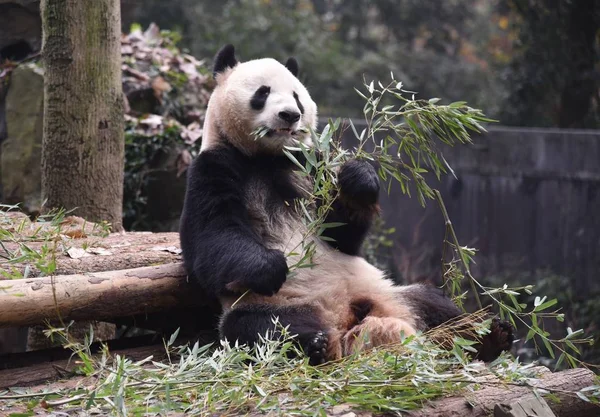 Chengjiu Pandy Shuanghao Zabawy Zoo Hangzhou Hangzhou Miasta Wschodnich Chinach — Zdjęcie stockowe