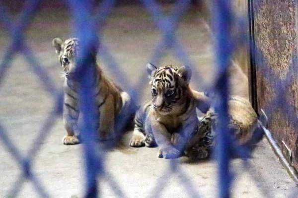 Los Cachorros Recién Nacidos Tigre Bengala Que Nacieron Del Tigre —  Fotos de Stock