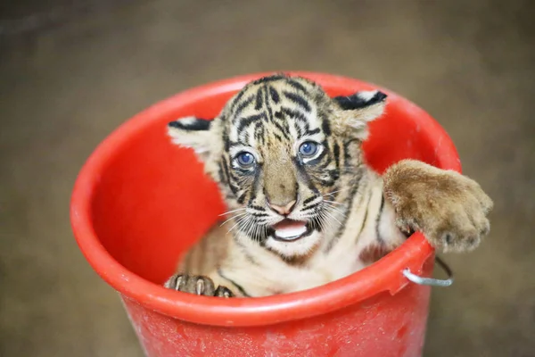 Recém Nascido Filhote Tigre Bengala Nascido Pelo Tigre Bengala Nan — Fotografia de Stock