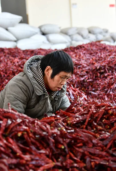Trabajador Está Ocupado Empacando Chiles Ciudad Zunyi Provincia Guizhou Suroeste — Foto de Stock