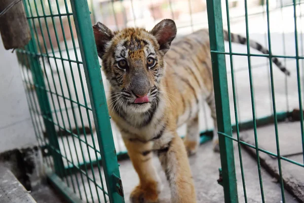 Cachorro Tigre Del Sur China Una Base Cría Parque Luoyang —  Fotos de Stock