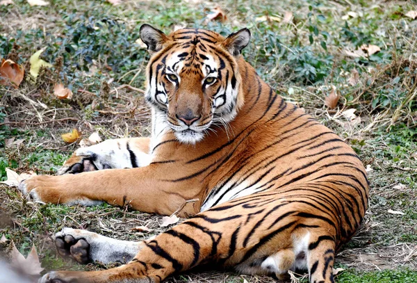 Tigre Sul China Visto Uma Base Reprodução Parque Luoyang Wangcheng — Fotografia de Stock