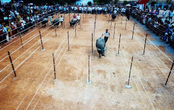 中国の農民は 彼らが Baiwei 牛祭り の間にレースに参加する彼らの牛によって導かれています Jinxian 南昌市 東中国の江西州 月2018 — ストック写真