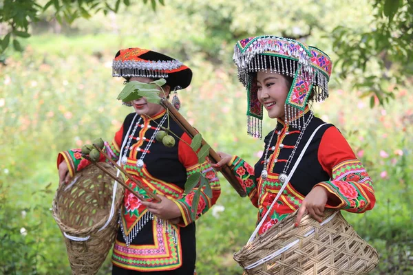 Des Chinoises Ethnie Vêtues Costumes Traditionnels Coiffées Coiffures Cueillent Des — Photo