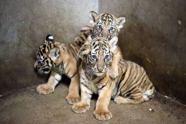 Los Cachorros Recién Nacidos Tigre Bengala Que Nacieron Del Tigre —  Fotos de Stock