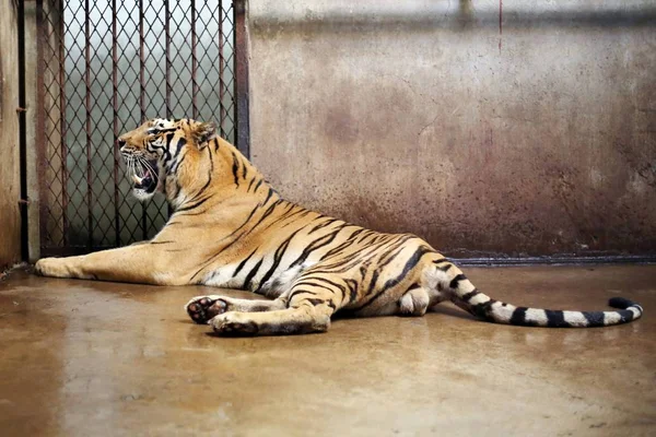 Tigre Bengala Nan Nan Que Dio Luz Cuatro Cachorros Recién —  Fotos de Stock