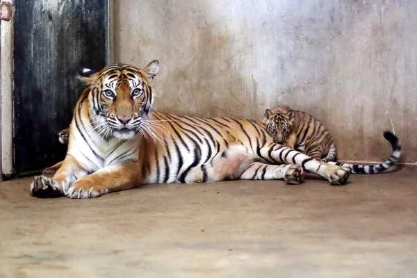 Tigre Bengale Nan Nan Occupe Ses Quatre Petits Tigres Bengale — Photo