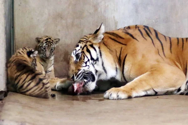 Bengalski Tygrys Nan Nan Który Urodziła Cztery Noworodki Bengalskie Tygrysy — Zdjęcie stockowe