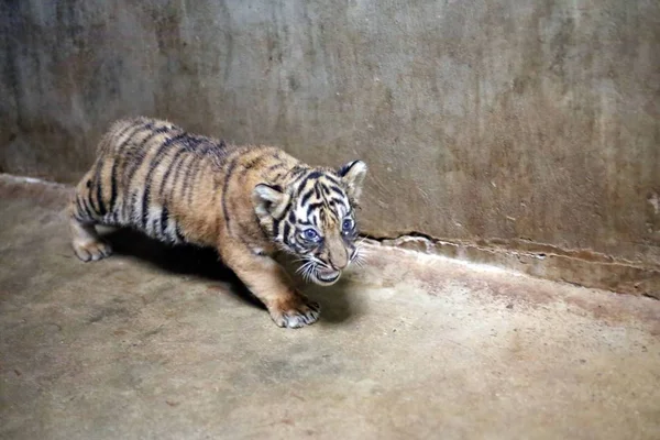 Cachorro Tigre Bengala Recién Nacido Que Nació Por Tigre Bengala —  Fotos de Stock