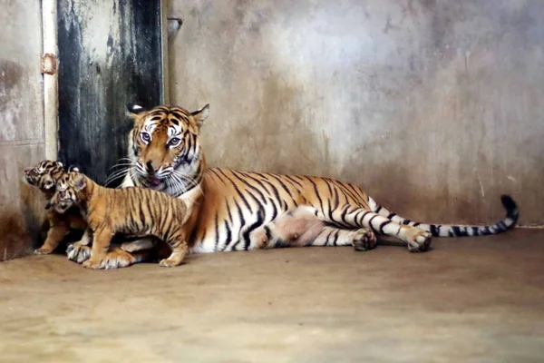 Τίγρη Της Βεγγάλης Nan Nan Φροντίζει Τέσσερα Νεογέννητα Cubs Τίγρη — Φωτογραφία Αρχείου