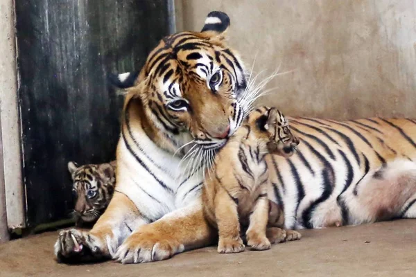 Бенгальский Тигр Нан Нан Заботится Своих Четырех Новорожденных Бенгальских Тиграх — стоковое фото