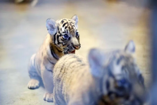 Los Cachorros Recién Nacidos Tigre Bengala Que Nacieron Del Tigre —  Fotos de Stock