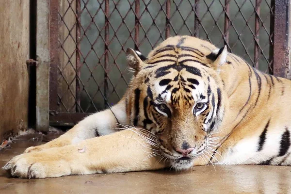 Бенгальский Тигр Нан Нан Родивший Четырех Бенгальских Тигров Отдыхает Шанхайском — стоковое фото