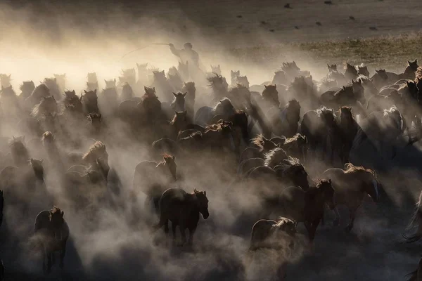 Kazakh Herdsman Grazes Flock Galloping Horses Grassland Hexigten Banner Chifeng — Stock Photo, Image