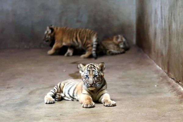 Tigre Bengala Nan Nan Cuida Sus Cuatro Cachorros Recién Nacidos —  Fotos de Stock