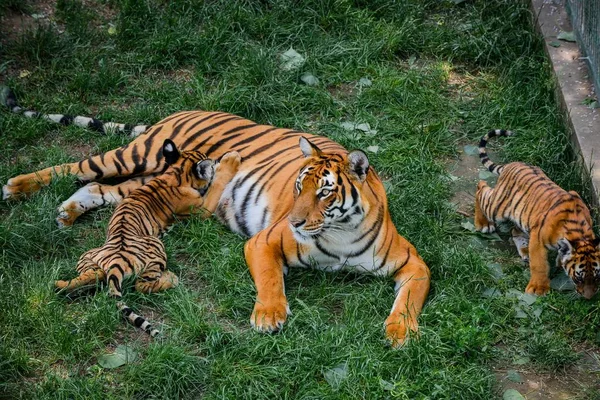 Dos Cachorros Tigre Del Sur China Juegan Con Madre Una —  Fotos de Stock