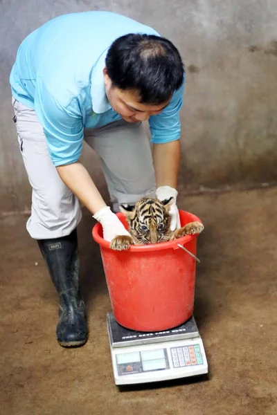 Cachorro Tigre Bengala Recién Nacido Nacido Por Tigre Bengala Nan —  Fotos de Stock