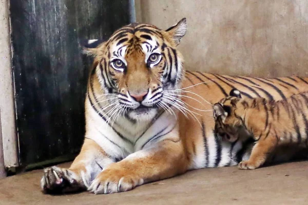 Tygr Bengálský Nan Nan Stará Její Čtyři Novorozence Tygr Bengálský — Stock fotografie