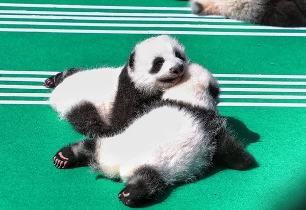 Cachorros Panda Gigantes Nacidos 2018 Exhiben Durante Evento Público Base — Foto de Stock