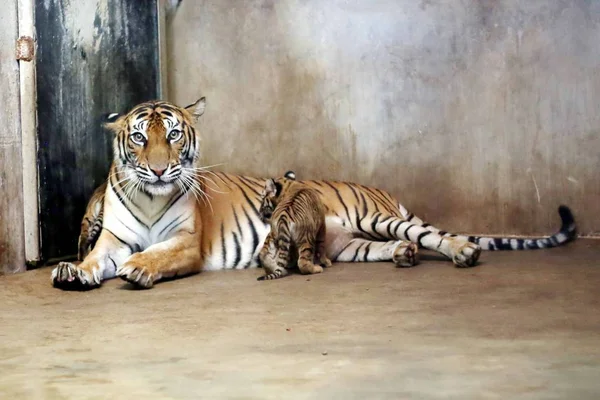 Tigre Bengala Nan Nan Cuida Sus Cuatro Cachorros Recién Nacidos —  Fotos de Stock