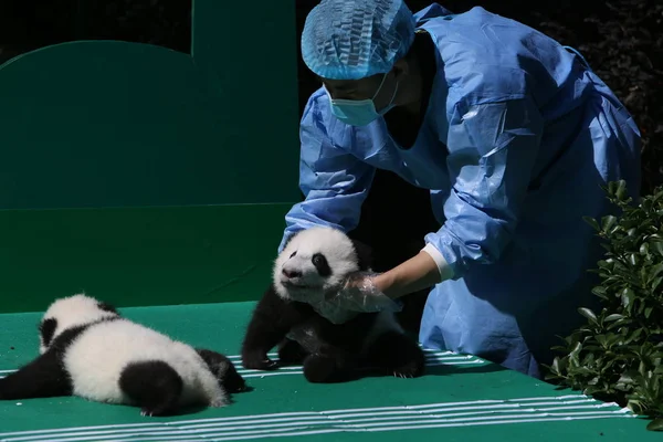 Los Cuidadores Panda Chinos Exhiben Cachorros Panda Gigantes Nacidos 2018 — Foto de Stock