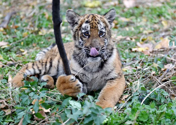 Ένα Cub Τίγρη Της Νότιας Κίνας Έχει Δει Μια Βάση — Φωτογραφία Αρχείου