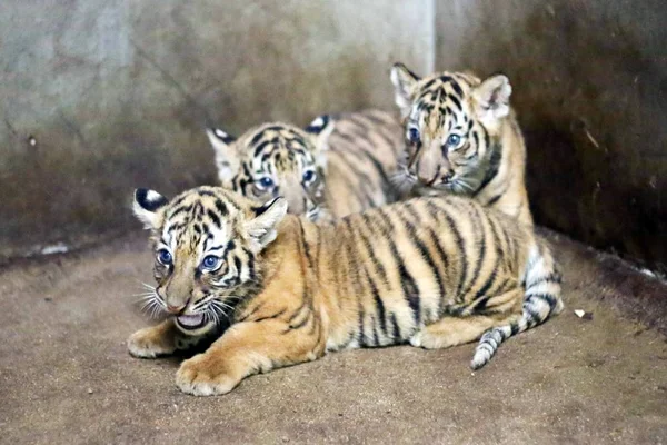 Noworodka Bengalski Tygrys Młode Które Urodziły Się Tygrys Bengalski Nan — Zdjęcie stockowe
