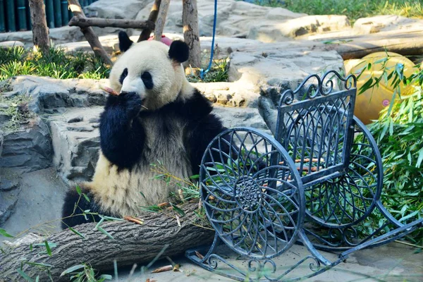 Panda Gigante Meng Lan Come Bambu Sob Sol Zoológico Pequim — Fotografia de Stock