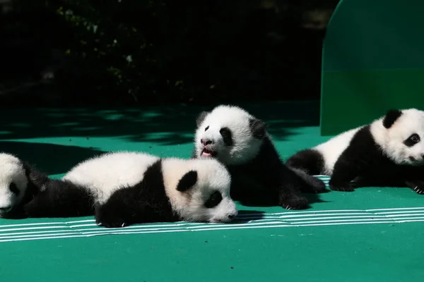 Die 2018 Geborenen Babys Des Großen Pandas Werden Während Einer — Stockfoto