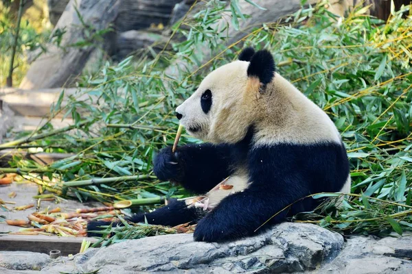 在中国北京动物园 大熊猫孟兰在阳光下吃竹子 — 图库照片