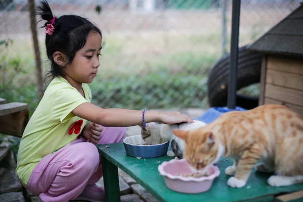 2018年9月8日 在中国中部河南省郑州市郊区 一个女孩在猫爱好者建造的猫乐园喂猫 — 图库照片