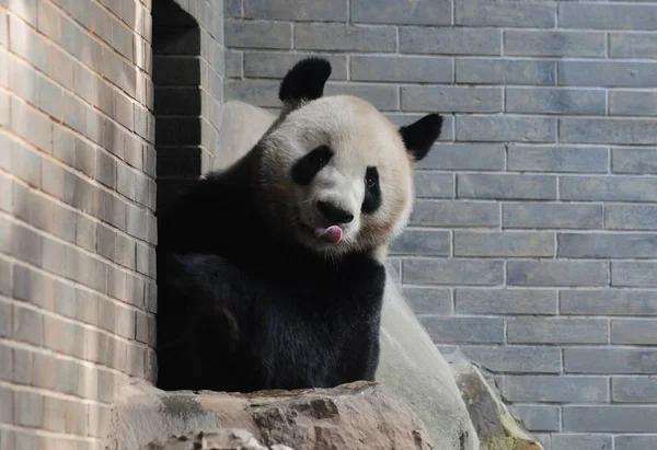 Óriás Panda Chengjiu Shuanghao Vannak Képen Hangzhou Zoo Hangzhou Város — Stock Fotó