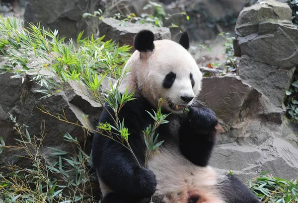 Los Pandas Gigantes Chengjiu Shuanghao Divierten Zoológico Hangzhou Ciudad Hangzhou — Foto de Stock