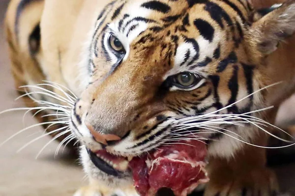 Бенгальский Тигр Нан Нан Родивший Четырех Бенгальских Тигров Обедает Шанхайском — стоковое фото