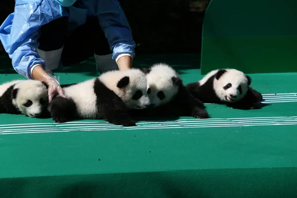 Китайська Панда Зберігачі Відображення Гігантський Панда Дитинчат Народився 2018 Році — стокове фото