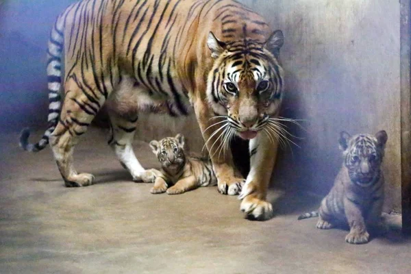 Tygrys Bengalski Nan Nan Troszczy Się Jej Cztery Noworodka Bengal — Zdjęcie stockowe