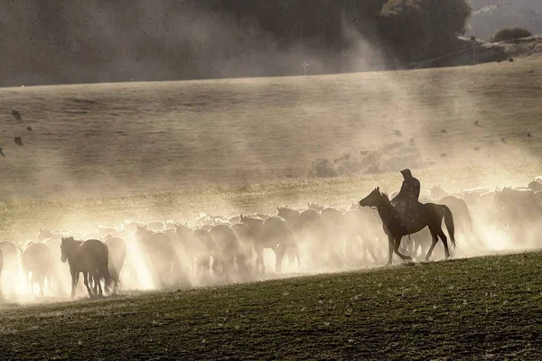 Kazakh Herdsman Grazes Flock Galloping Horses Grassland Hexigten Banner Chifeng — Stock Photo, Image