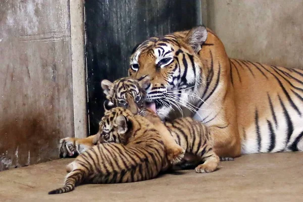 Tigre Del Bengala Nan Nan Prende Cura Dei Suoi Quattro — Foto Stock