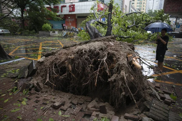 Деревья Выкорчеваны Сильным Ветром Вызванным Тайфуном Mangkhut Тайфуном Года Улице — стоковое фото
