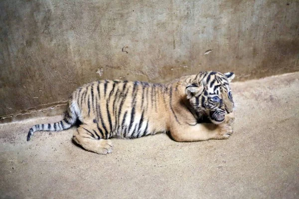 Cachorro Tigre Bengala Recién Nacido Que Nació Por Tigre Bengala —  Fotos de Stock