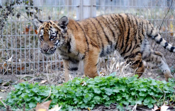 Filhote Tigre Sul China Visto Uma Base Reprodução Parque Luoyang — Fotografia de Stock