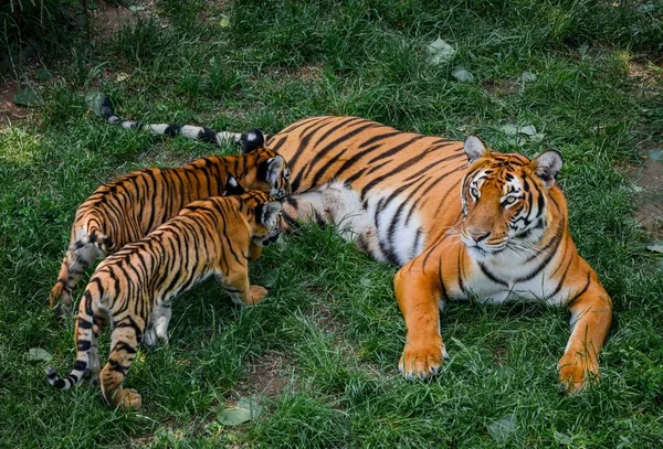 Två Sydkinesiska Tiger Ungar Leker Med Sin Mor Avel Bas — Stockfoto