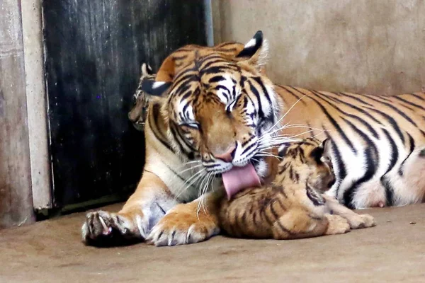 Tygrys Bengalski Nan Nan Troszczy Się Jej Cztery Noworodka Bengal — Zdjęcie stockowe