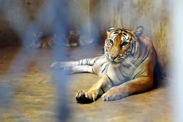 Τίγρη Της Βεγγάλης Nan Nan Οποία Γέννησε Τέσσερα Νεογέννητα Cubs — Φωτογραφία Αρχείου