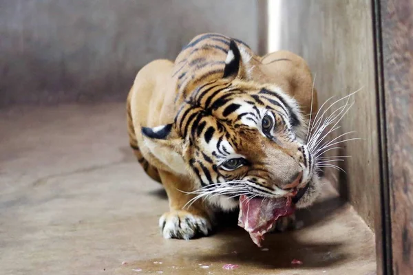 Бенгальский Тигр Нан Нан Родивший Четырех Бенгальских Тигров Обедает Шанхайском — стоковое фото