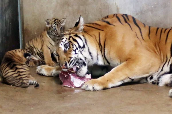 Tigre Bengale Nan Nan Qui Donné Naissance Quatre Nouveau Nés — Photo
