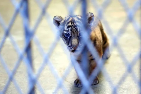 Новонароджена Бенгальська Тигреня Яка Народилася Бенгальським Tiger Nan Nan Зображений — стокове фото