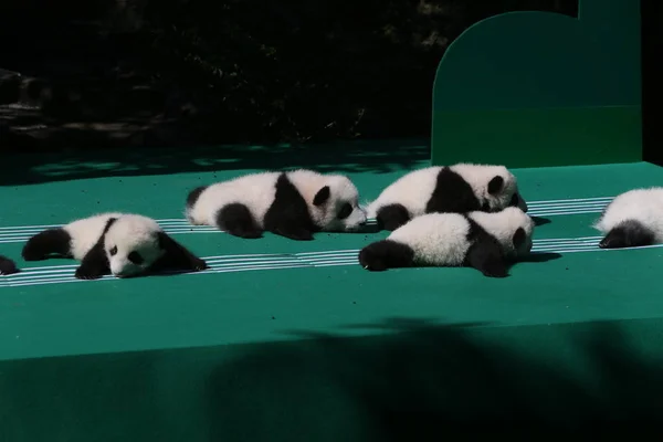 Cachorros Panda Gigantes Nacidos 2018 Exhiben Durante Evento Público Base —  Fotos de Stock