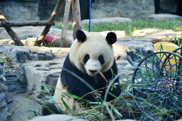 在中国北京动物园 大熊猫孟兰在阳光下吃竹子 — 图库照片